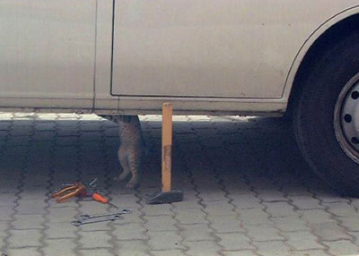 cat fixing a car
